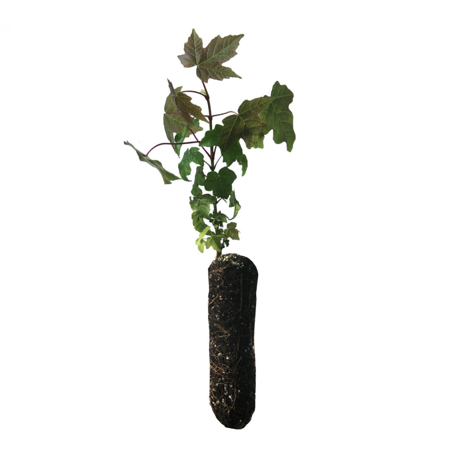 Valley Oak | Medium Tree Seedling | The Jonsteen Company
