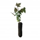 Valley Oak | Medium Tree Seedling | The Jonsteen Company
