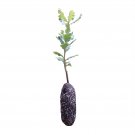 Oregon White Oak | Medium Tree Seedling | The Jonsteen Company