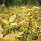 Canyon Live Oak | Lot of 30 Tree Seedlings | The Jonsteen Company
