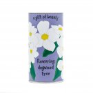 Pacific Dogwood | Tree Seed Grow Kit | The Jonsteen Company