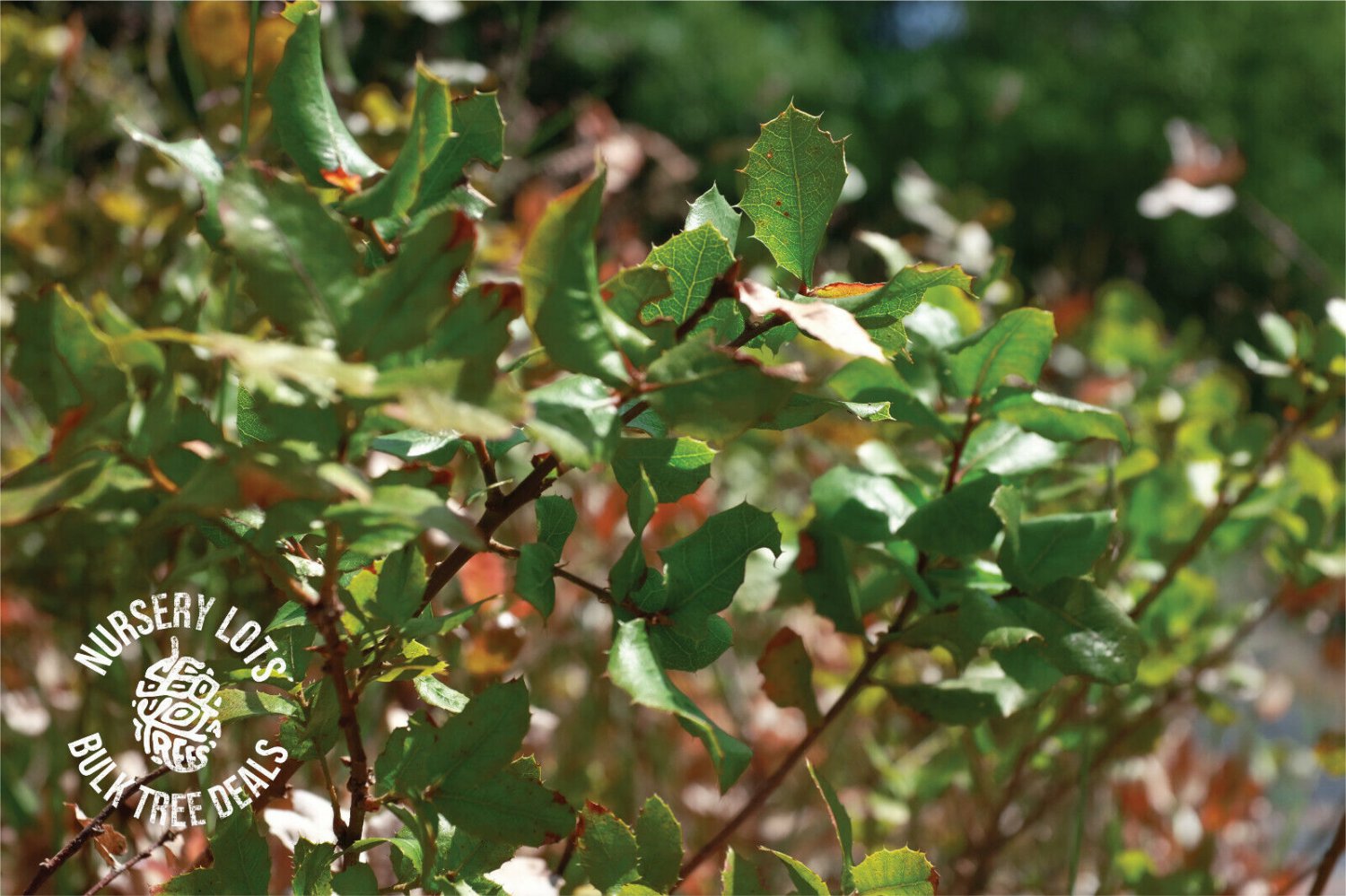 Interior Live Oak | Medium Tree Seedling | The Jonsteen Company