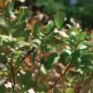 Interior Live Oak | Medium Tree Seedling | The Jonsteen Company