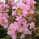 Crapemyrtle DELTA BLUSH Light Pink Flowering Tree Shrub Miniature Crape Myrtle