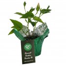 TAHITIAN MAID Tropical Rare Heirloom Hibiscus Plant Pink White Pinwheel Flower