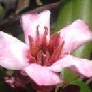DART VINE Fragrant Semi Tropical Plant Rose Allamanda Strophanthus Pink Bloom