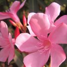 APPLE BLOSSOM Oleander Semi-Tropical Live Plant Salt Tolerant Medium Pink Bloom