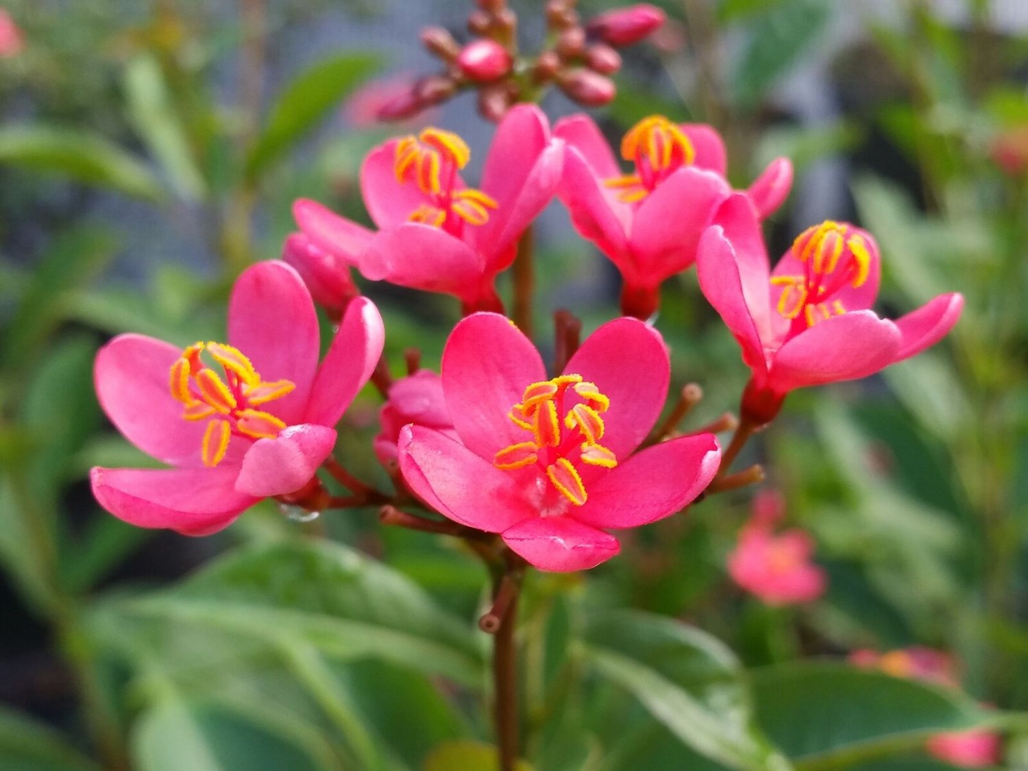 WATERMELON PINK Dwarf Jatropha intergerima Tropical Tree Shrub Plant Peregrina