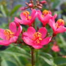 WATERMELON PINK Dwarf Jatropha intergerima Tropical Tree Shrub Plant Peregrina