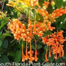 FLORIDA FLAME Flowering Vine Plant Orange Flowers Spring For Hummingbirds