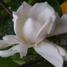 FROSTPROOF Gardenia Plant Fragrant Double White Flowers Spring Summer Bloomer