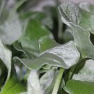 Dichondra SILVER FALLS Live Plant Kidney Weed Sage Unique Metallic Foliage