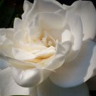 MIAMI SUPREME Own Root Gardenia Plant Intensely Fragrant Double White Flowers