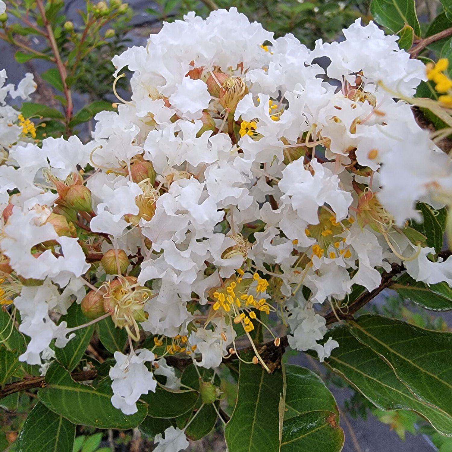 Crapemyrtle CREAM PUFF Crepe Myrtle Fragrant White Flower Tree Shrub Live Plant