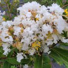 Crapemyrtle CREAM PUFF Crepe Myrtle Fragrant White Flower Tree Shrub Live Plant