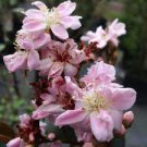 MAJESTIC BEAUTY Indian Hawthorn Ruffle Pink Flower Live Ready to Plant Landscape