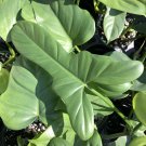 Philodendron FIDDLELEAF Bipennifolium Tropical Plant 5 Lobe Leaf