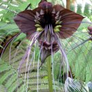 BLACK BAT Flower Tacca chantrieri Live Plant Unusual Indoor Deep Shade Collector