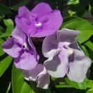 YESTERDAY TODAY TOMORROW Semi-Tropical Flowering Shrub Plant Purple White Lav
