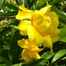STANSILLS DOUBLE Flower Yellow Allamanda Vine Live Plant Semi Tropical