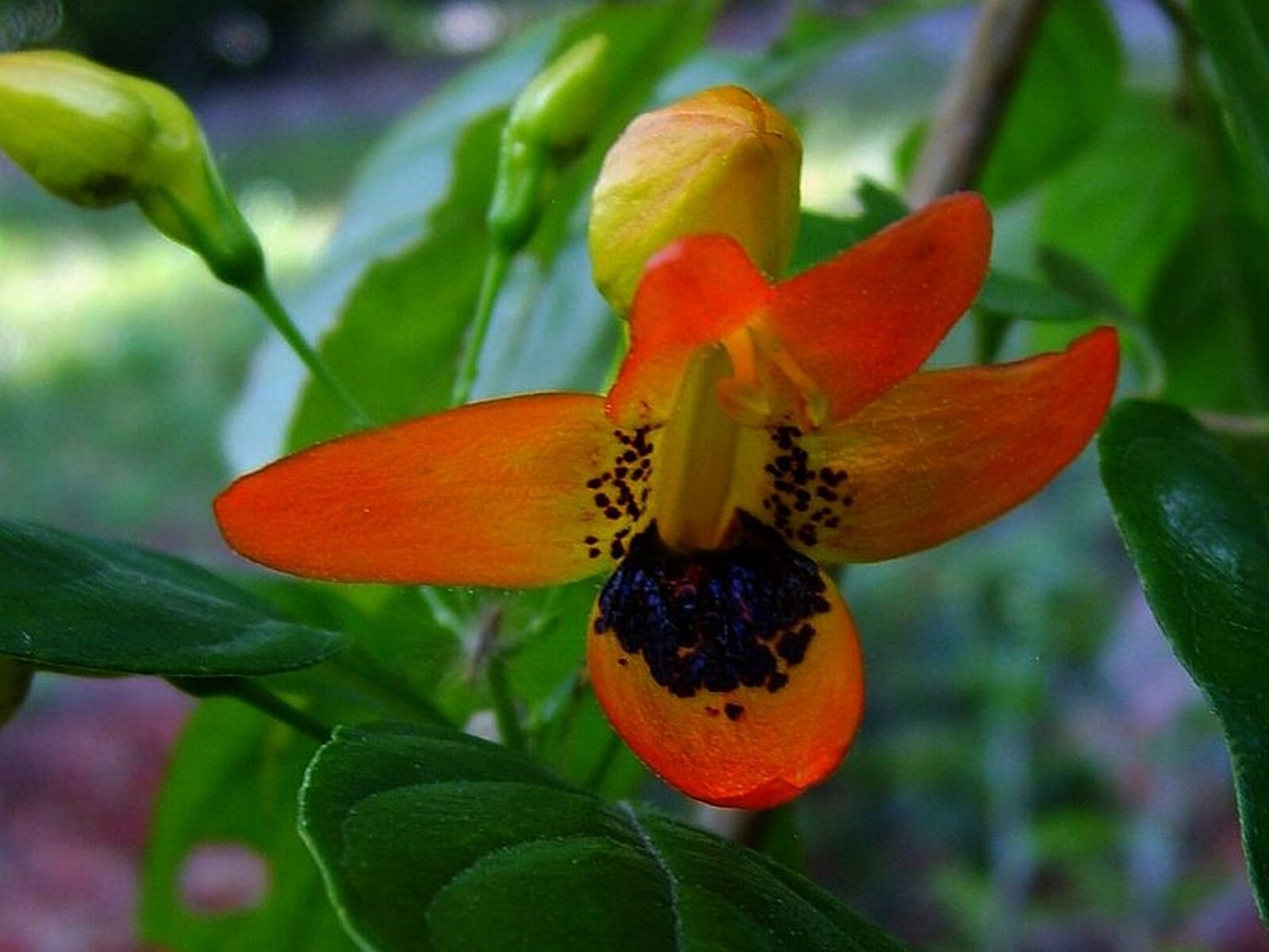 HUMMINGBIRD BUSH Unusual Tropical Plant Orange Flower Attracts Hummingbirds
