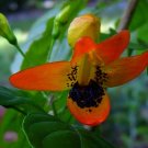 HUMMINGBIRD BUSH Unusual Tropical Plant Orange Flower Attracts Hummingbirds
