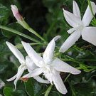 OFFICINALE Jasmine Plant Spanish Poet French Fragrant White Spring Flowers