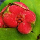 RED MILLIONAIRE Crown of Thorns Succulent Plant Euphorbia Milii Poysean Hybrid