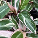 MAGENTA TRIOSTAR Stromanthe Tricolor Prayer Plant Pink Green Leaf Indoor Shade