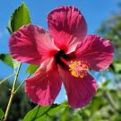 VERSICOLOR PINWHEEL Tropical Landscape Hibiscus Plant Heirloom Single Pink White