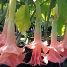 PINK PERFECTION Brugmansia Angels Trumpet Plant Fragrant Double Peach Pink Bloom