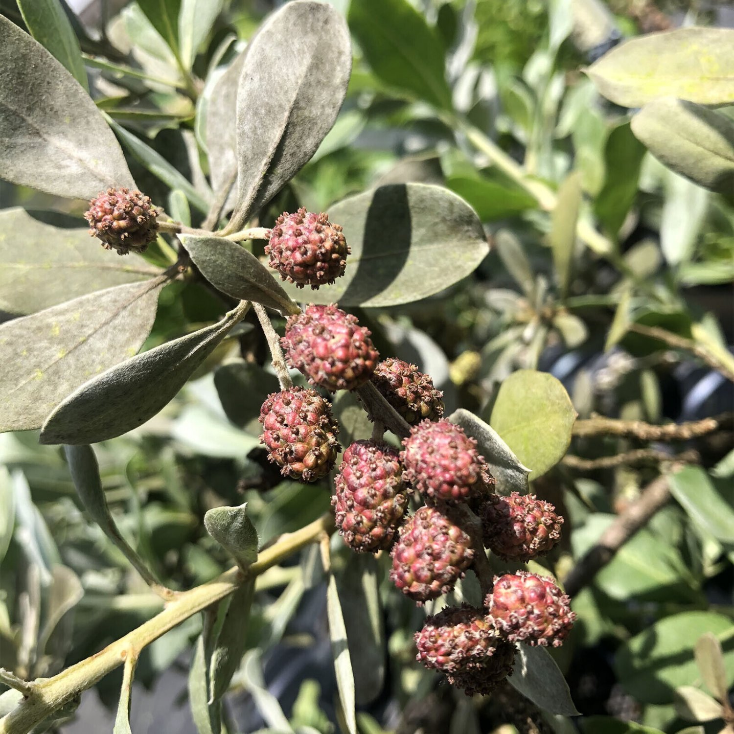 SILVER BUTTONWOOD Tree Plant Silver Gray Foliage Button Like Seed Salt ...