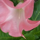 BUTTERFLY PINK Brugmansia Angel Trumpet Tropical Plant Peach Pink Fragrant Bloom