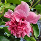 MARGURITE Tropical Hibiscus Plant Rare Heirloom Hybrid Purple Mauve Double Bloom