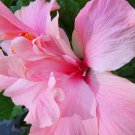 CELE TINNEY Tropical Hibiscus Live Plant Heirloom Double Crested Pink Flowers