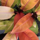 Philodendron PRINCE OF ORANGE Tropical Live Plant Yellow Orange Leaf Houseplant
