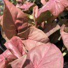 Syngonium CORAL PINK Live Plant Blush Green Heat Tolerant Leaf Indoor