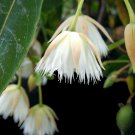 FAIRY PETTICOAT Tropical Tree Butterfly Plant Unusual Fringed Pink White Bloom