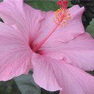 SEMINOLE PINK Tropical Hibiscus Live Plant Bush Big Single Flower Landscape Type