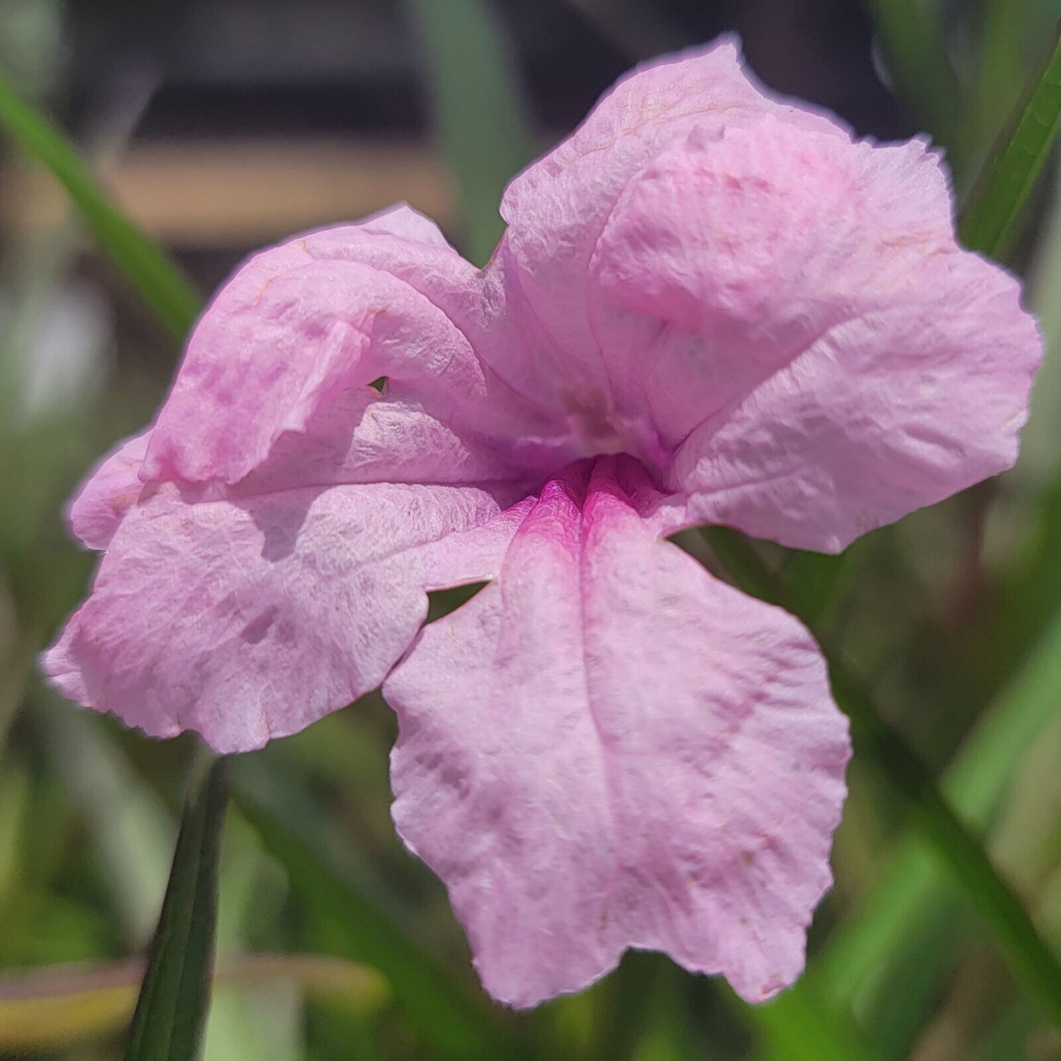 PINK MEXICAN Petunia Ruellia simplex Plant Perennial Purple Bloom Shrub