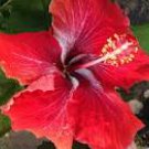 YULETIDE Tropical Hibiscus Shrub Plant Hybrid Fancy Exotic Big Red Single Bloom
