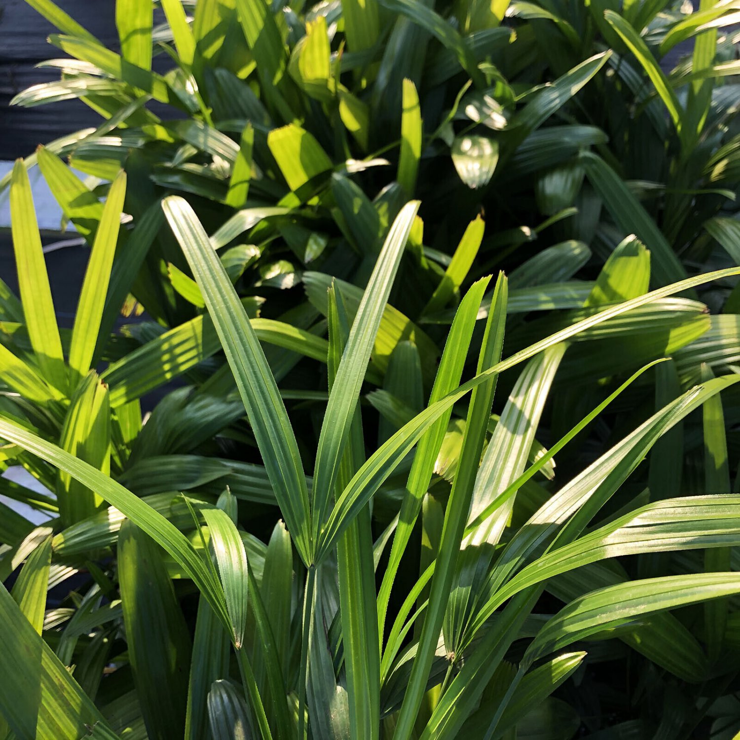 RAPHIS EXCELSA Lady Palm Shade Tolerant Indoor Outdoor Fan Leaf Live Plant