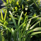 RAPHIS EXCELSA Lady Palm Shade Tolerant Indoor Outdoor Fan Leaf Live Plant
