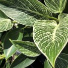 Philodendron BIRKIN Tropical Starter Size White Pinstripe Leaf Indoor Plant