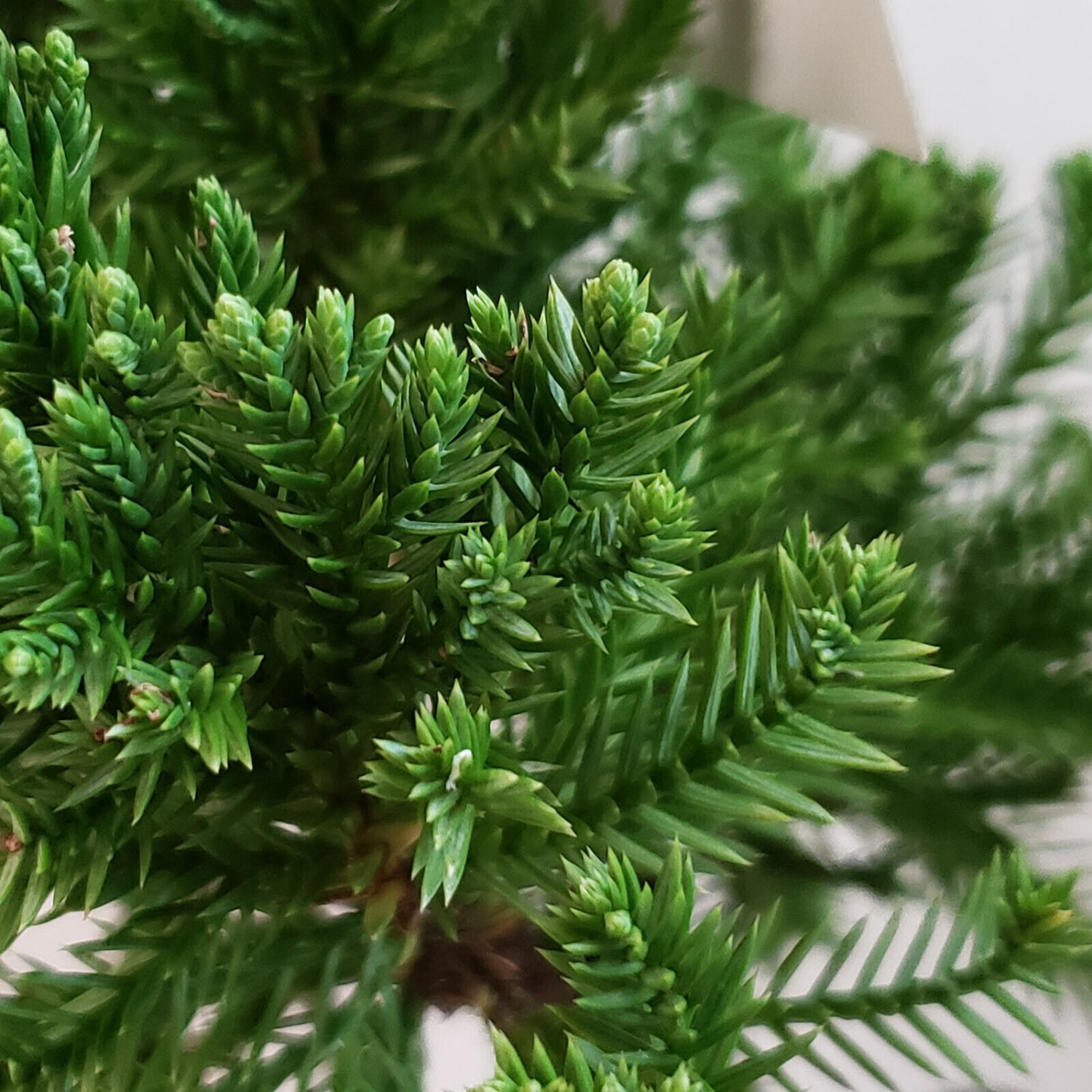 Green Robusta Juniper Tree Cold Hardy Spiral Grower Live Starter Plant 1 Qt Pot