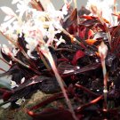 BLACK JEWEL ORCHID Tropical Rare Purple Pinstriped Leaf White Flowers Live Plant