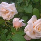 SAFRANO Apricot Pink Shrub Rose Plant Heirloom Own Root Antique Garden Fragrant