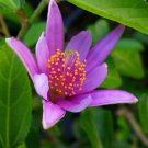 LAVENDER AFRICAN Star Flower Tropical Tree Plant Purple Pink Single Bloom