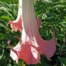 DOLA Brugmansia Angels Trumpet Live Tropical Fragrant Plant Peach Single Flower