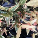 TRICOLOR MINIMA Jasmine Rare Pink Variegation Live Groundcover Fragrant Bloom